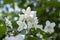 False jasmine, mock-orange, Philadelphus in bloom