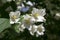 False jasmine, mock-orange, Philadelphus in bloom