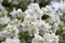 False jasmine, mock-orange, Philadelphus in bloom