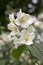 False jasmine, mock-orange, Philadelphus in bloom