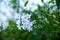 False jasmine nightshade, white flowers in autumn