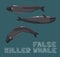 False Killer Whale Cartoon Vector Illustration