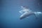 False Killer Whale `Chester` in Vancouver Aquarium