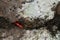 False ladybird, Endomychus coccineus and Flat bugs, Aradus on aspen bark
