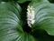 False Lily of the Valley - Maianthemum dilatatum