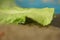 The false map turtle (Graptemys pseudogeographica) hiding iunder salad leaf