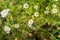 False Mayweed or Sea Mayweed - Tripleurospermum Maritimum