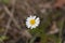 False mayweed Tripleurospermum maritimum