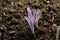 `False Meadow Saffron` flower - Merendera Pyrenaica