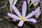 `False Meadow Saffron` flower - Merendera Pyrenaica