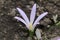 `False Meadow Saffron` flower - Merendera Pyrenaica