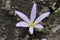 `False Meadow Saffron` flower - Merendera Pyrenaica