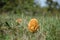 False morel closeup