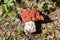 False Morel Gyromitra fastigiata mushroom in forest
