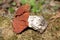 False Morel Gyromitra fastigiata mushroom in forest