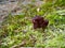 False morels on mossy woodground