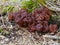 False morels on woodground with moss and needles