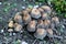 False mushrooms on the ground. The growth of fungi on moist soil.