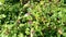 False nettle lamium maculatum with characteristic pink flowers