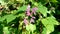 False nettle lamium maculatum with characteristic pink flowers