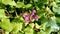 False nettle lamium maculatum with characteristic pink flowers