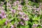 False nettle lamium maculatum with pink and white flowers