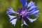 False oil beetle sitting on blue cornflower blossom