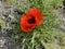 False oriental poppy, papaver, pseudo-orientale