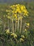 False Oxlip - Primula x polyantha