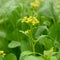 False pakchoi flower Brassica rapa, Flowering white cabbage.