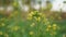 False pakchoi, Mock pakchoi USA, Flowering white cabbage UK, Pakchoi FR background image.