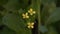 False pakchoi, Mock pakchoi USA, Flowering white cabbage UK, Pakchoi FR background image.