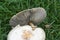 False parasol. Chlorophyllum molybdites.