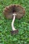 False parasol mushroom.