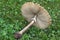 False parasol mushroom.