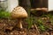 False parasol mushroom