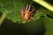 False potato beetle eating a leaf in Connecticut