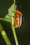 False potato beetle eating a leaf in Connecticut