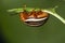 False potato beetle eating a leaf in Connecticut