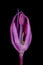 False Rosenbach Onion (Allium rosenorum). Floral Bud Closeup