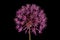 False Rosenbach Onion (Allium rosenorum). Inflorescence Closeup