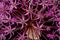 False Rosenbach Onion (Allium rosenorum). Inflorescence Detail Closeup