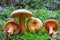 False Saffron Milkcap mushrooms