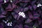 False shamrock white flowers in dark violet leaves, top view. Blooming Purple Shamrock with leaf pattern