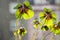 False shamrocks, four-leaf clover, lucky clover, lucky leaf in backlight