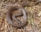 false smooth snake, macroprotodon cucullatus