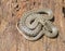 false smooth snake, macroprotodon cucullatus