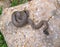 false smooth snake, macroprotodon cucullatus