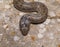 false smooth snake, macroprotodon cucullatus