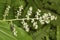 False Solomon`s seal flower with beetle in Vernon, Connecticut.